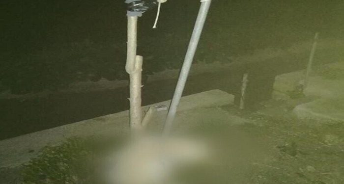 Cucciolo di cane impiccato a Pachino, il sindaco: “gesto brutale, caccia ai responsabili”