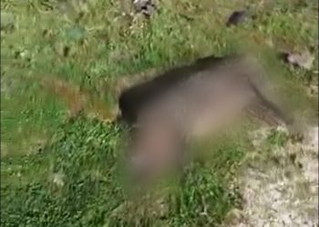 Siracusa, ancora violenza sugli animali: trovato cane mutilato e decapitato