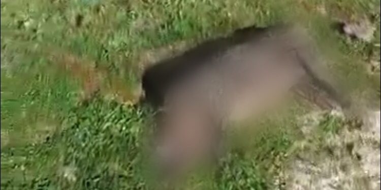 Siracusa, ancora violenza sugli animali: trovato cane mutilato e decapitato