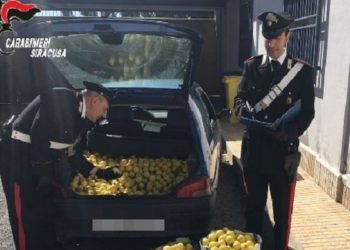 Siracusa. Ruba 200 chili di limoni da un fondo agricolo a Belvedere: arrestato