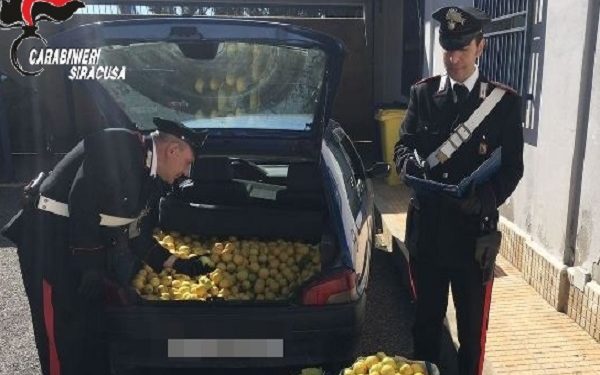 Siracusa. Ruba 200 chili di limoni da un fondo agricolo a Belvedere: arrestato