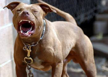 Floridia. Azzannato al volto da un Pitbull: 12enne ricoverato al Cannizzaro