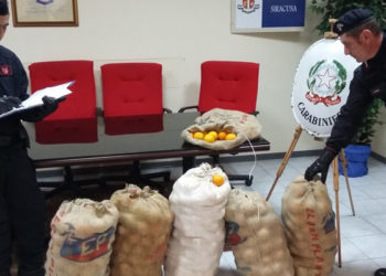 Floridia, sorpresi a rubare 700kg di arance in contrada Scammacca: tre arrestati