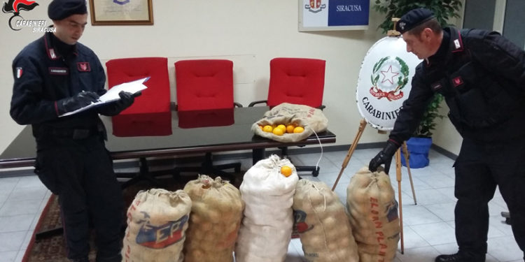 Floridia, sorpresi a rubare 700kg di arance in contrada Scammacca: tre arrestati