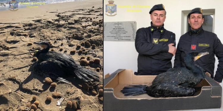 Noto, i finanzieri salvano un cormorano sulle spiagge di San Lorenzo