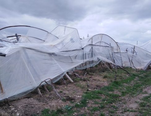 Maltempo. Consorzio Pomodoro di Pachino IGP: “intere coltivazioni rase al suolo, l’annata agraria è compromessa”