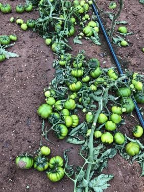 Maltempo. Consorzio Pomodoro di Pachino IGP: “intere coltivazioni rase al suolo, l’annata agraria è compromessa”