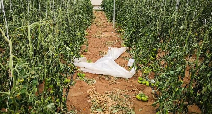 Maltempo. Consorzio Pomodoro di Pachino IGP: “intere coltivazioni rase al suolo, l’annata agraria è compromessa”