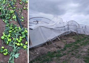 Maltempo. Consorzio Pomodoro di Pachino IGP: “intere coltivazioni rase al suolo, l’annata agraria è compromessa”