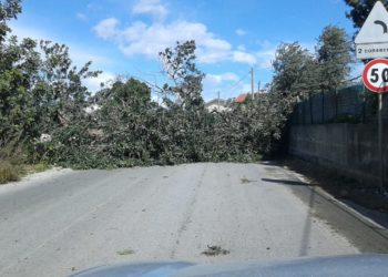 Floridia, vento forte: crolla albero di carrubo e blocca la strada