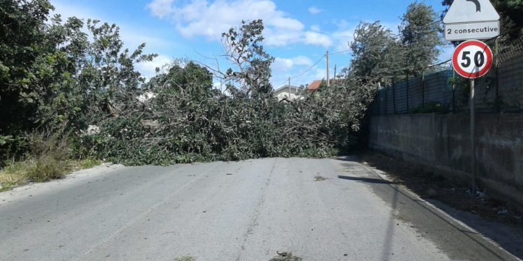 Floridia, vento forte: crolla albero di carrubo e blocca la strada