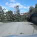 Floridia, vento forte: crolla albero di carrubo e blocca la strada