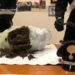Carlentini, i Carabinieri rinvengono un chilo di marijuana nelle pertinenze di un istituto scolastico