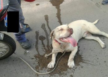 Carlentini, girava in moto trascinando con una corda un cane: denunciato
