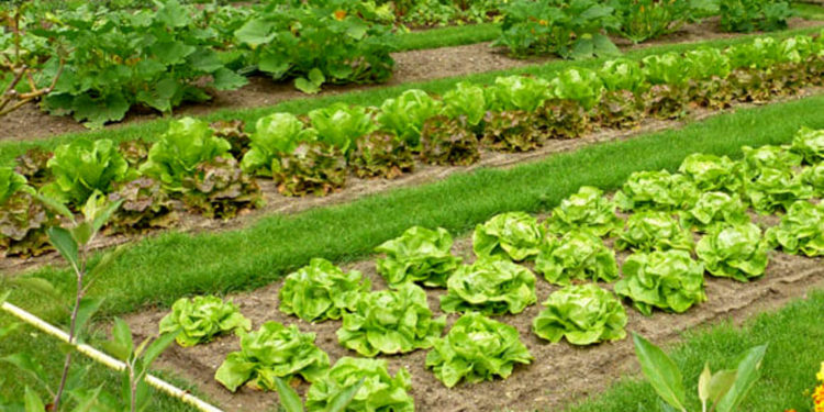 Siracusa. Orti sociali urbani, venerdì scadenza del termine per la presentazione delle domande