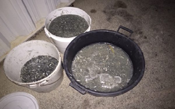 Augusta. Sequestrati 45 kg di novellame di sarda, elevata sanzione di 5 mila euro