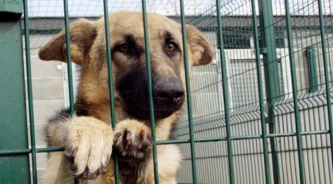 Siracusa. Canile comunale, domani sopralluogo della Commissione consiliare e dell’assessore Granata