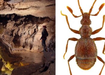 Melilli, scoperta una nuova specie di coleottero nella grotta “Villasmundo”