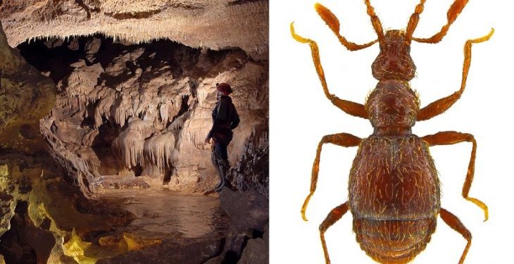Melilli, scoperta una nuova specie di coleottero nella grotta “Villasmundo”