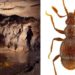 Melilli, scoperta una nuova specie di coleottero nella grotta “Villasmundo”