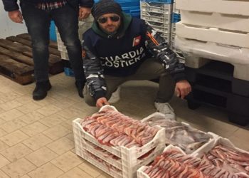 Portopalo di Capo Passero, gamberi e seppie congelate prive di tracciabilità