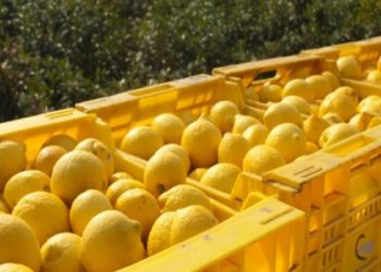 Augusta. Furto di limoni, denunciati due uomini
