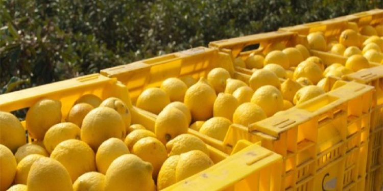 Augusta. Furto di limoni, denunciati due uomini