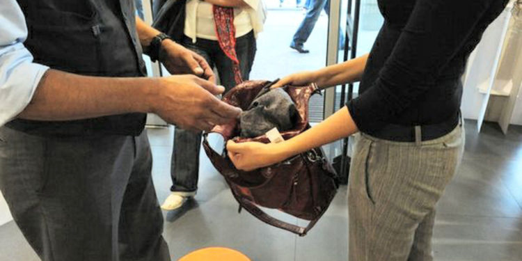 Siracusa. Rapina e furti ai danni di attività commerciali, arrestata una coppia