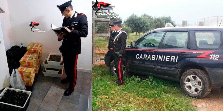 Controlli ad allevamenti ed attività commerciali del siracusano: sequestrati oltre 100 ovini e 200 kg di prodotti ittici