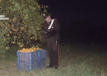 Rosolini. Furto aggravato di arance: due arresti