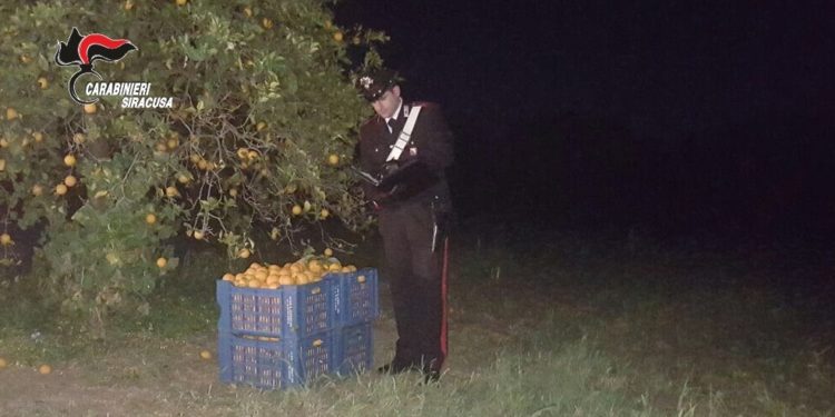 Rosolini. Furto aggravato di arance: due arresti