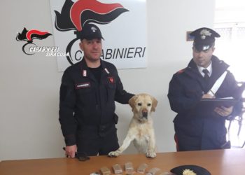 Pachino. Servizio antidroga Carabinieri, il cane “Ivan” rinviene dello stupefacente