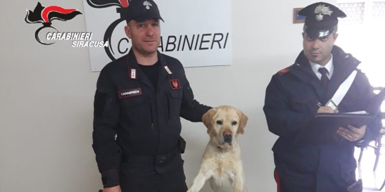 Pachino. Servizio antidroga Carabinieri, il cane “Ivan” rinviene dello stupefacente