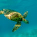 Noto, tutela tartarughe marine: Comune e WWF insieme nel progetto “Life Euroturtles”