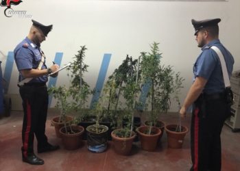 Floridia. Sorpreso con 6 piante di marijuana in casa, arrestato un 52enne