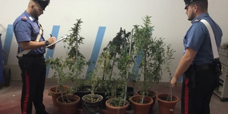 Floridia. Sorpreso con 6 piante di marijuana in casa, arrestato un 52enne