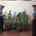Floridia. Sorpreso con 6 piante di marijuana in casa, arrestato un 52enne