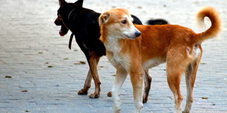 Siracusa, randagismo. Domani un incontro tra il prefetto Pizzi e i consiglieri Burgio e Ficara