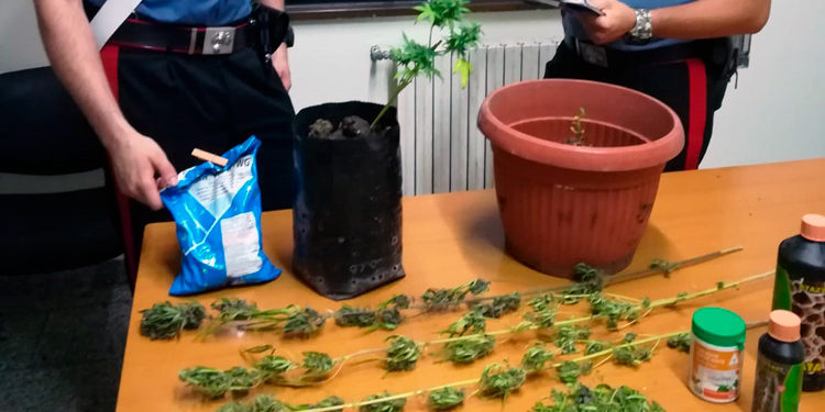 Floridia, coltivava marijuana in casa: 46enne arrestato dai Carabinieri