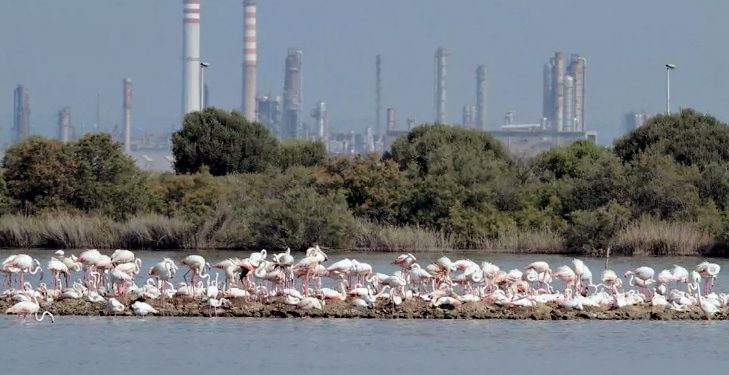Commissione Ambiente e Territorio sul futuro della riserva Saline di Priolo dopo l’incendio