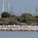 Commissione Ambiente e Territorio sul futuro della riserva Saline di Priolo dopo l’incendio