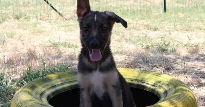 Siracusa. Tavolo tecnico in Prefettura sui diritti degli animali, soddisfatto Granata