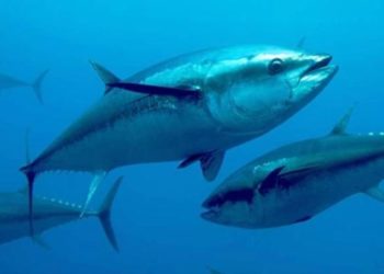 Siracusa. Disposta la chiusura della campagna di pesca sportiva del tonno rosso