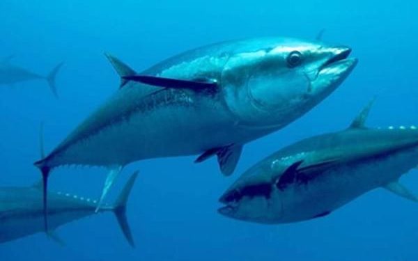 Siracusa. Disposta la chiusura della campagna di pesca sportiva del tonno rosso