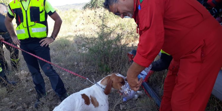 Palazzolo Acreide. Cane caduto in un burrone, salvato dai Vigili del Fuoco