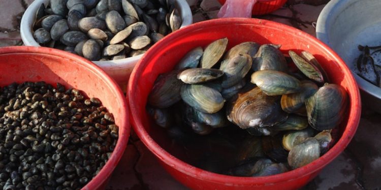 Siracusa. Contrasto alla vendita illegale di prodotti ittici, sanzionati i venditori