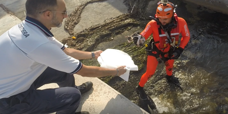 Siracusa. Soccorritore marittimo salva un gattino intrappolato