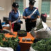 Carlentini, nascondeva 3 kg di marijuana, piantine di canapa e munizioni non dichiarate: arrestato