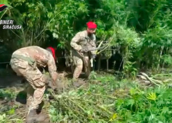 Carlentini, i Carabinieri scoprono una piantagione di canapa indiana: distrutte 47 piante