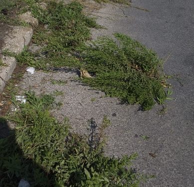 Siracusa. Interventi di bonifica e diserbo a seguito delle segnalazioni dei consiglieri Buonomo e Costantino